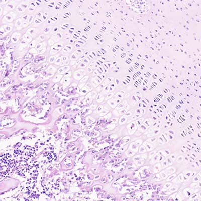 Microscopio virtual histoemb Tejido Óseo osificación